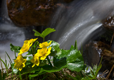Caltha palustris flowers against the stream flowの写真素材