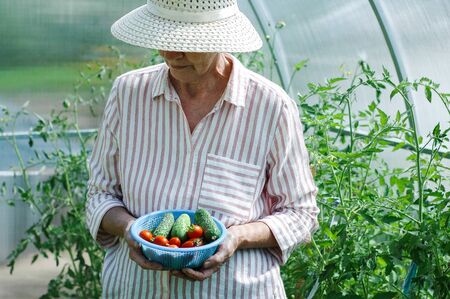 white hands hold fruit in the garden summer strawberry close up woman senior hobbyの写真素材