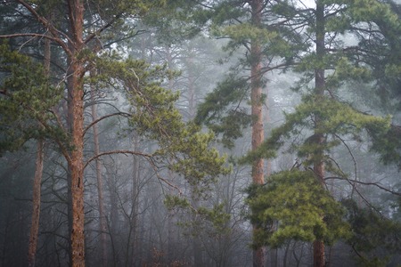 Forest in the fogの写真素材