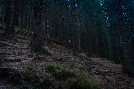 Dark coniferous forest. Mysterious forest in the fogの写真素材