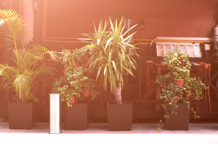 small Palm trees near a cafe in the cityの写真素材