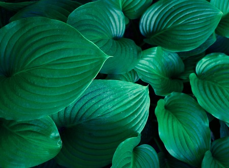 Plant anthurium. Close-up