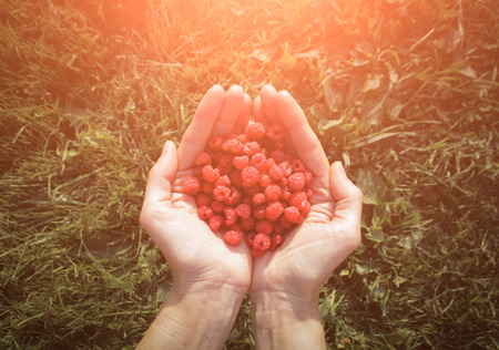 picking berries, raspberries. closeupの写真素材