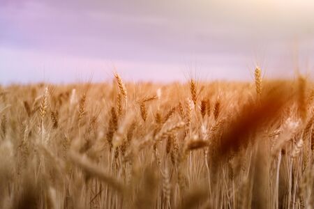 wheat field. ears of corn. sunsetの写真素材