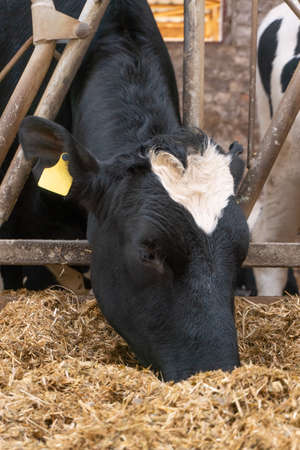 a cow consumes compound feed in a stall. close-up. milk farm.の写真素材