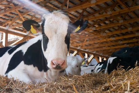 black and white cow lies in the corral. close-upの写真素材