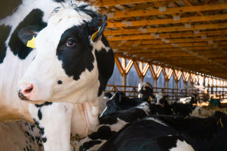 black and white cow in the corral. close-up.の写真素材