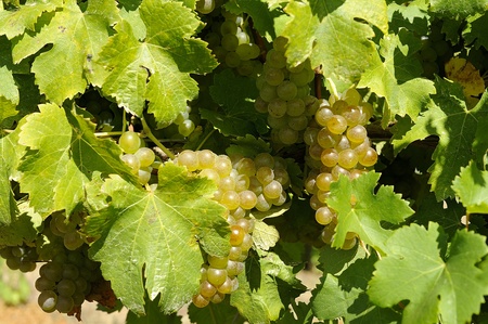 fruit on viognier vine in Margaret Riverの写真素材