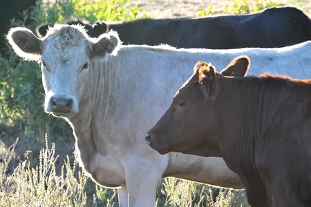 Backlit cattleの写真素材