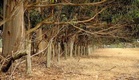 Fence with overhanging windbreak of Tasmanian Bluegumsの写真素材