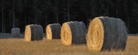 line of hay rolls in sun against dark forest
