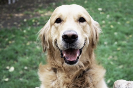 Happy Dogの写真素材