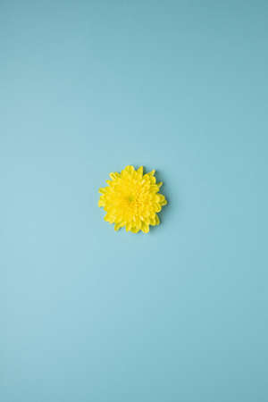 yellow flower centered in the middle of a vertical image on a blue plain background