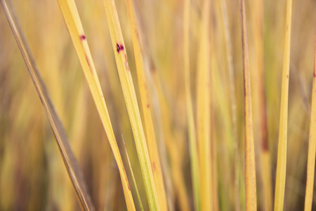 new closeup view of dry autumn grass leaves. seasonal backgroundの写真素材