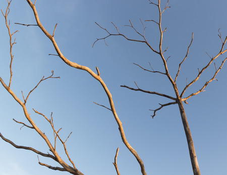 blue sky and branch of dead treeの写真素材