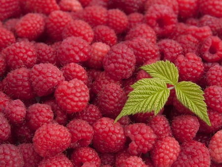 Close up of fresh picked raspberries with a leaf.の写真素材