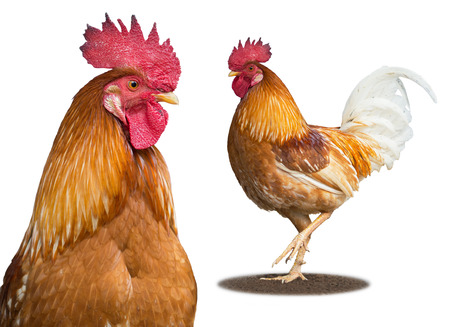 Brown rooster in portrait and full view on a white background.の写真素材