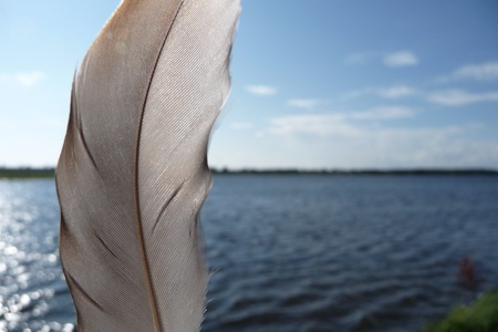 One featherの写真素材