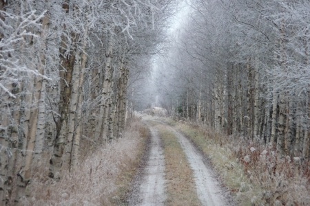 The road into the woodsの写真素材