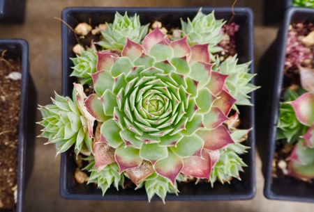 Beautiful sweet green and pink petals of succulent rose with young sproutsの素材