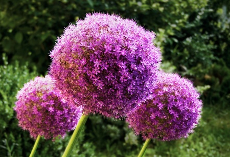 Alliumの写真素材