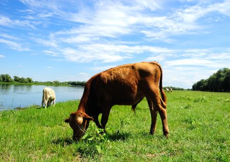 calf pasturing near the lakeの写真素材