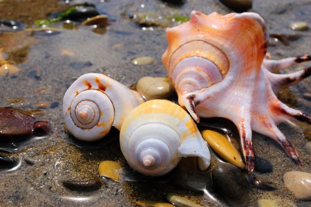 closeup of three colored sea shells over wet sandの写真素材