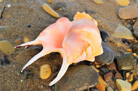 closeup of sea shell over wet sandの写真素材