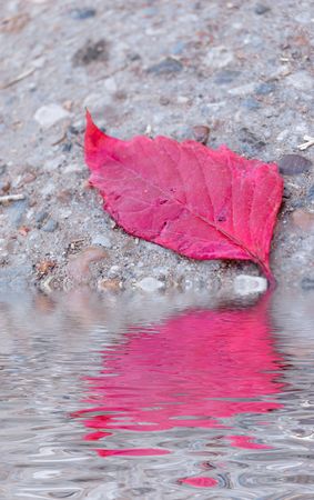 grapevine leaf over asphalt and reflection in waterの写真素材