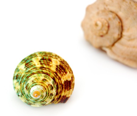 sea shells