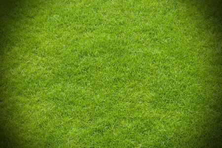 green grass background
