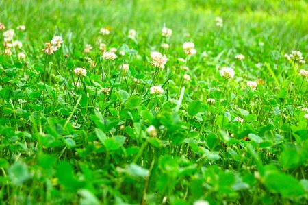 fresh green grass with spot of sunlightの写真素材