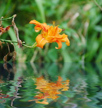 lily in grass near the pondの写真素材