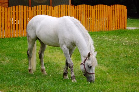 white horse grazing  in fresh green grassの写真素材