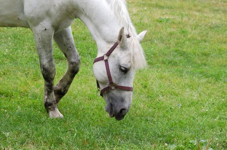 white horse grazing  in fresh green grassの写真素材