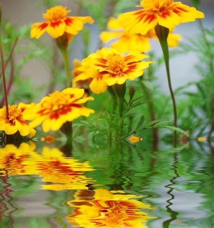 yellow flowers near water surface with ripplesの写真素材