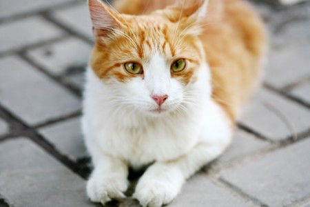cute catの写真素材
