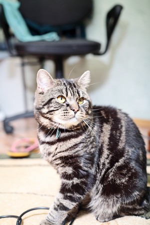 cat resting on the floor