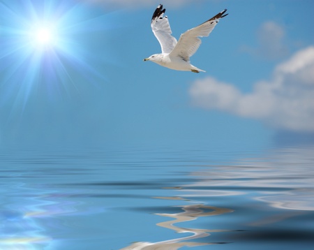 seagullの写真素材