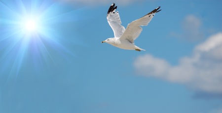 seagullの写真素材