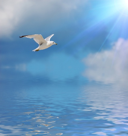 seagullの写真素材