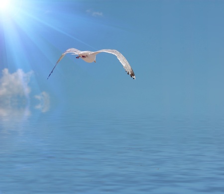 seagullの写真素材
