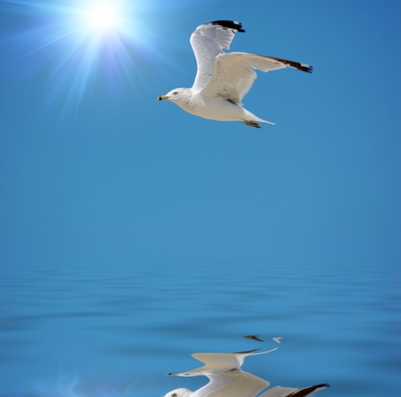seagullの写真素材