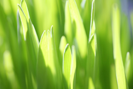 Close up of the green grass. Soft focus.の写真素材