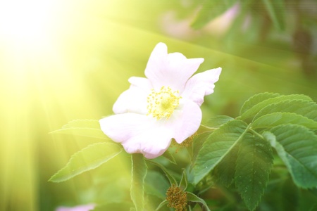 Fild of camomiles at sunny day at natureの写真素材
