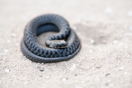 An angry serpent coiled and ready to strike.の写真素材