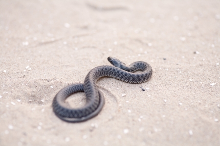Brown snake rising up off sand with tongue out