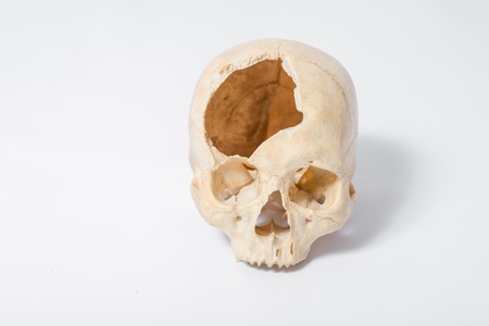 Side view of human skull on whiteの写真素材