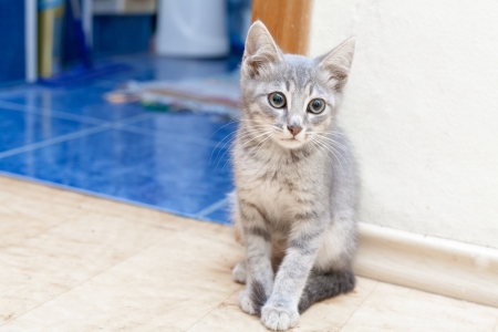 kitten sitting indoors looking at cameraの写真素材