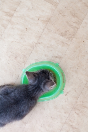 kitten eating from bowlの写真素材